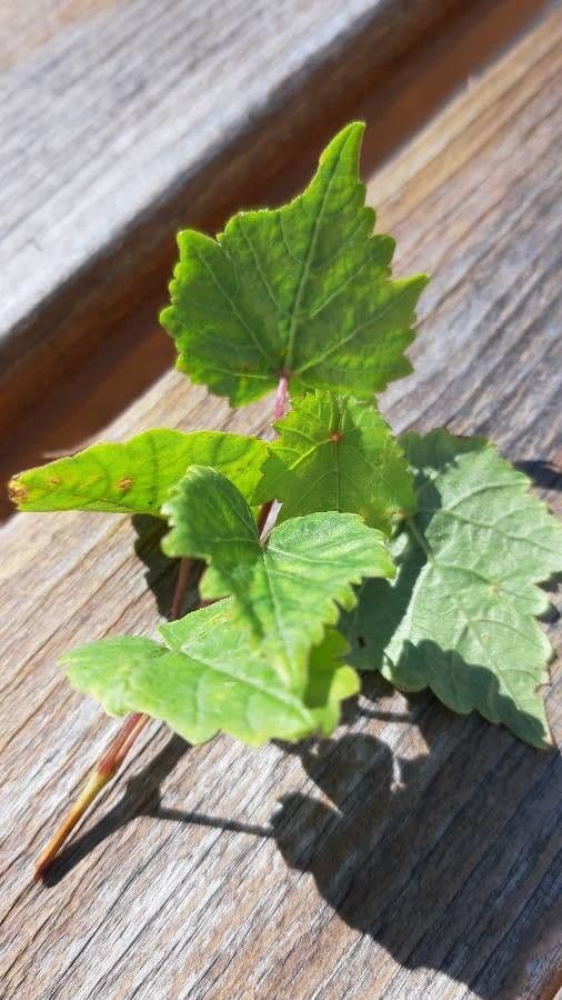 Vite rotondifolia 12