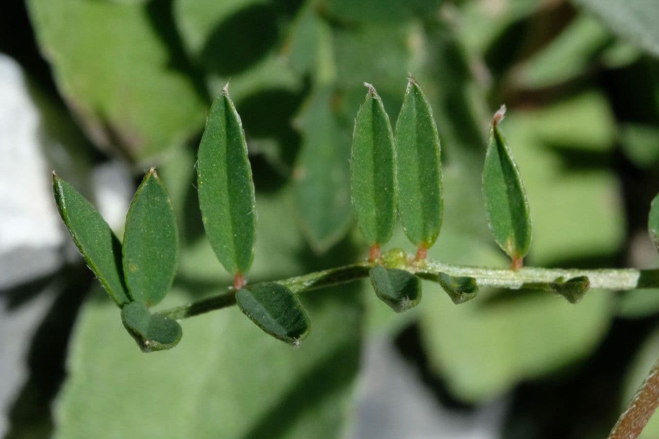 Onobrychis supina 7