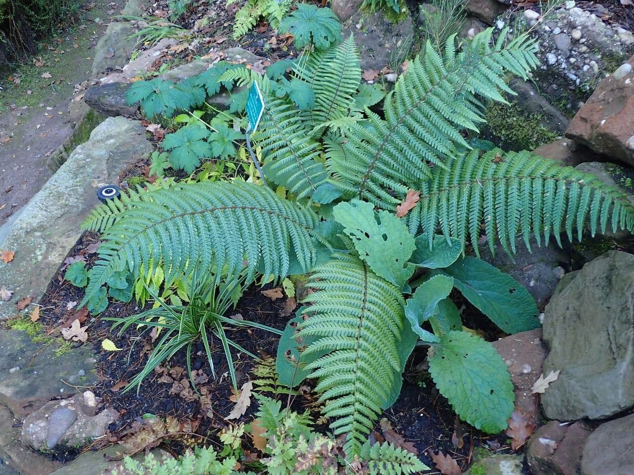 Wallichs Wurmfarn 3