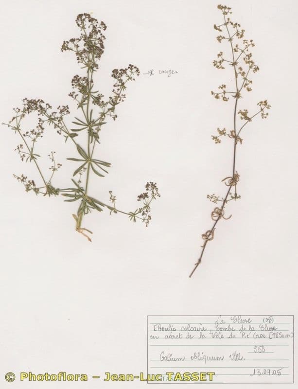 Schlankes Labkraut 10