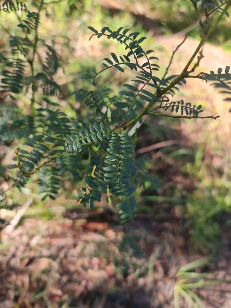 Acacia terminalis 10