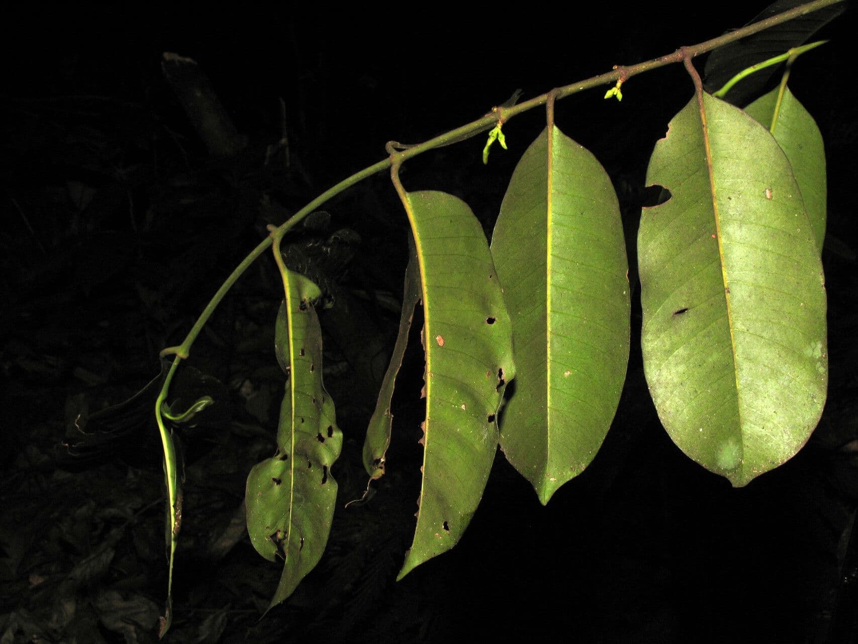 Ambelania acida 2