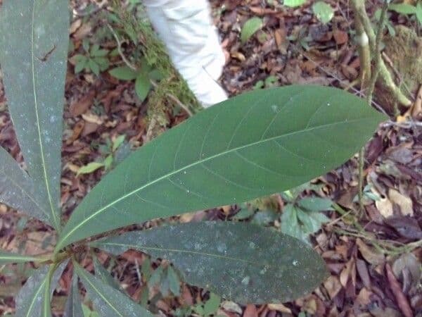 Amaioua guianensis 3