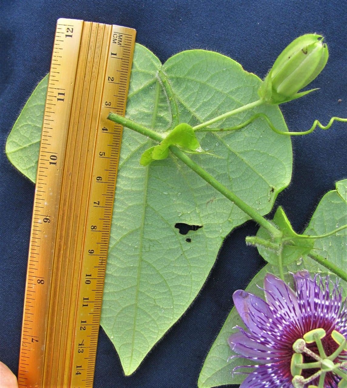 Passiflora 24
