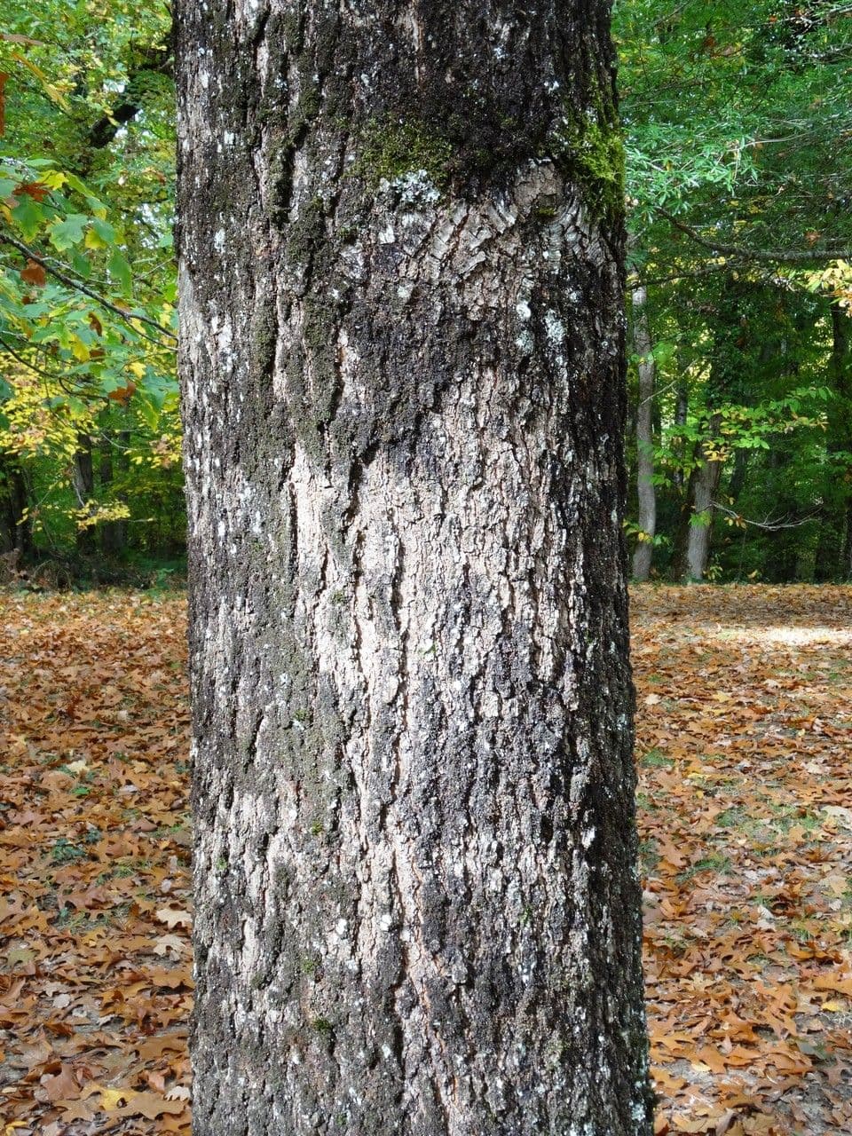Dub sametový 22