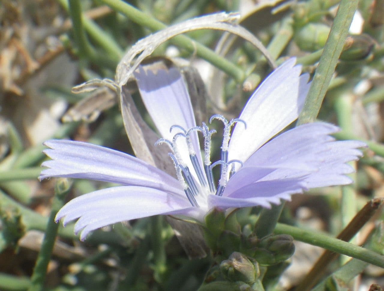 Cicoria spinosa 2