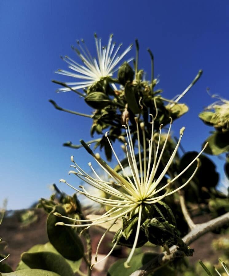 Maerua 2