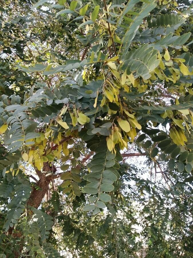 Tipu-Baum 17