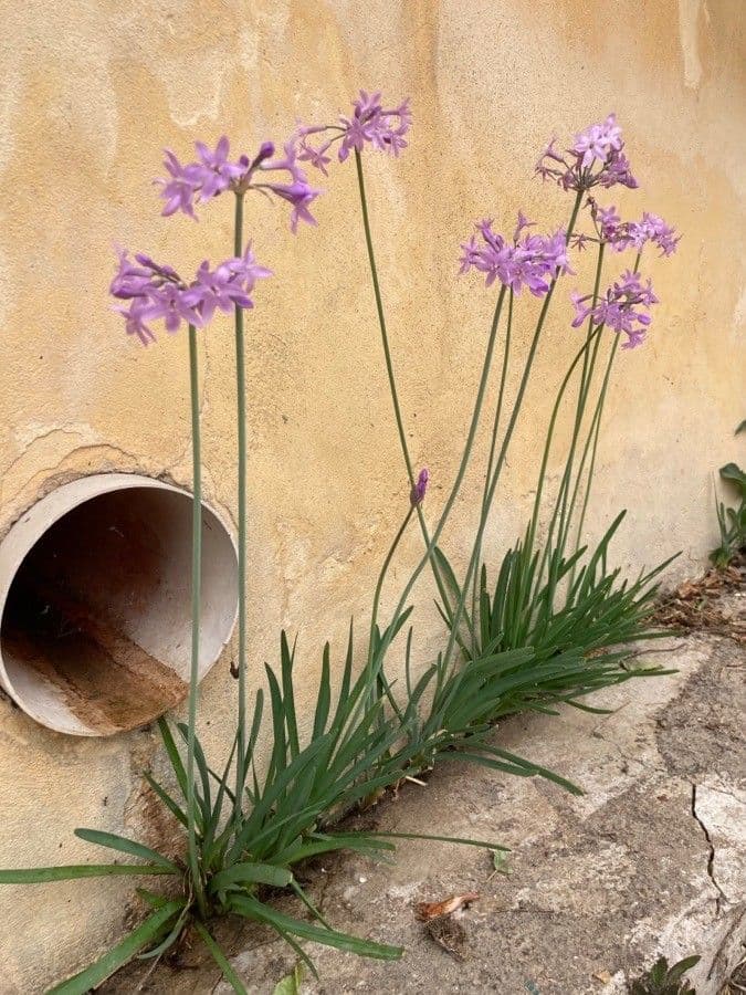 Tulbaghia 5