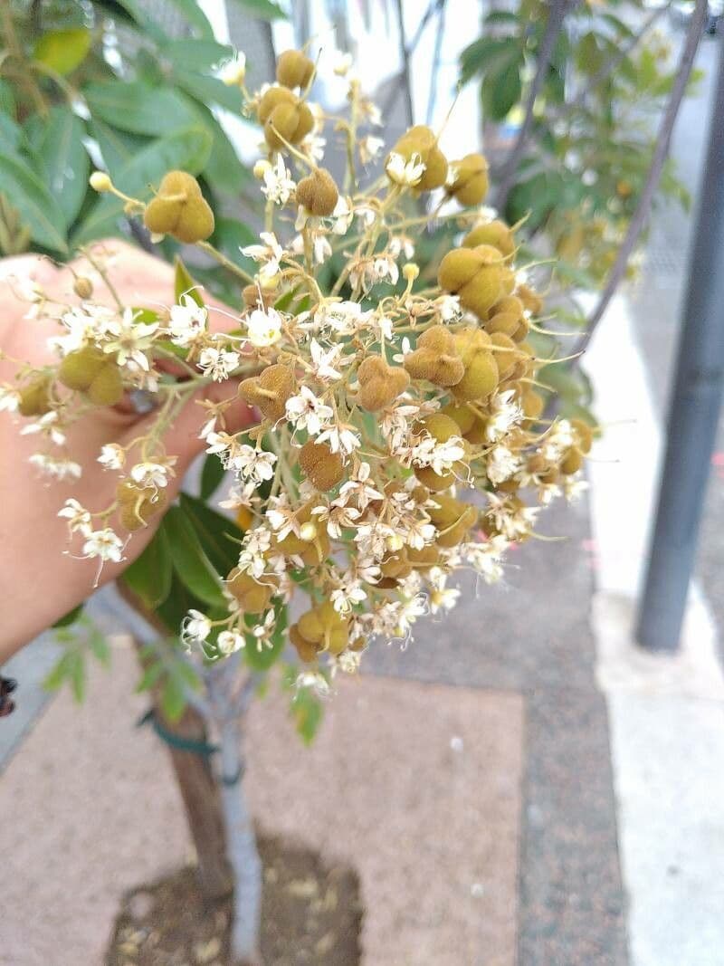 Cossinia pinnata 8