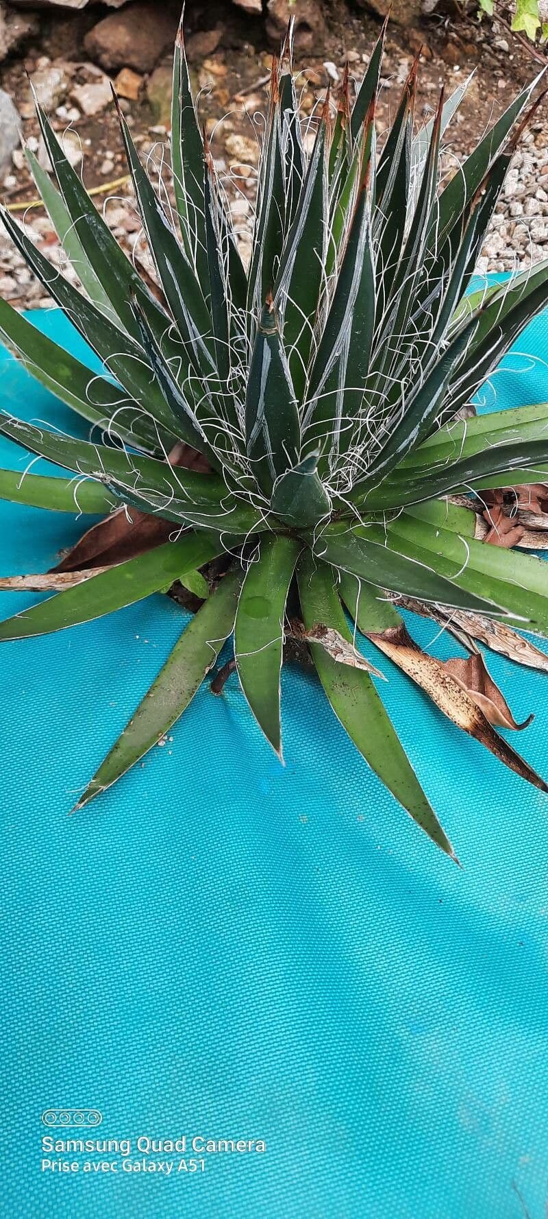Agave filifera 18