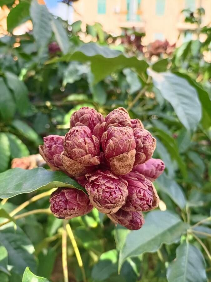 Schefflera 4