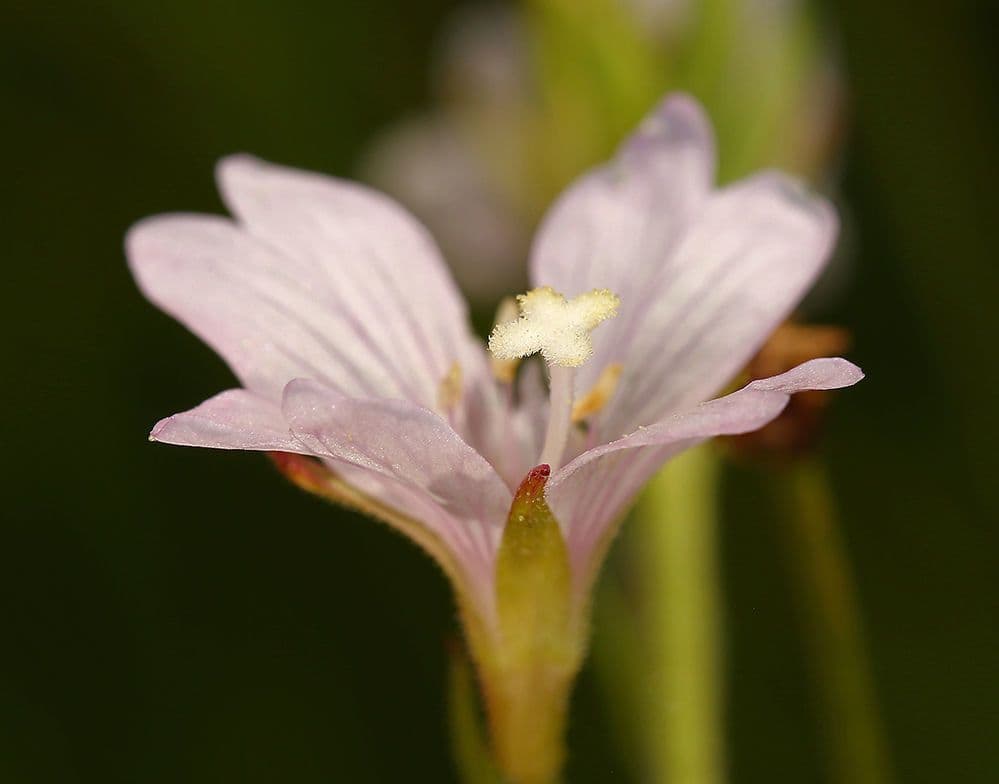 Epilobio dell'Oregon 5