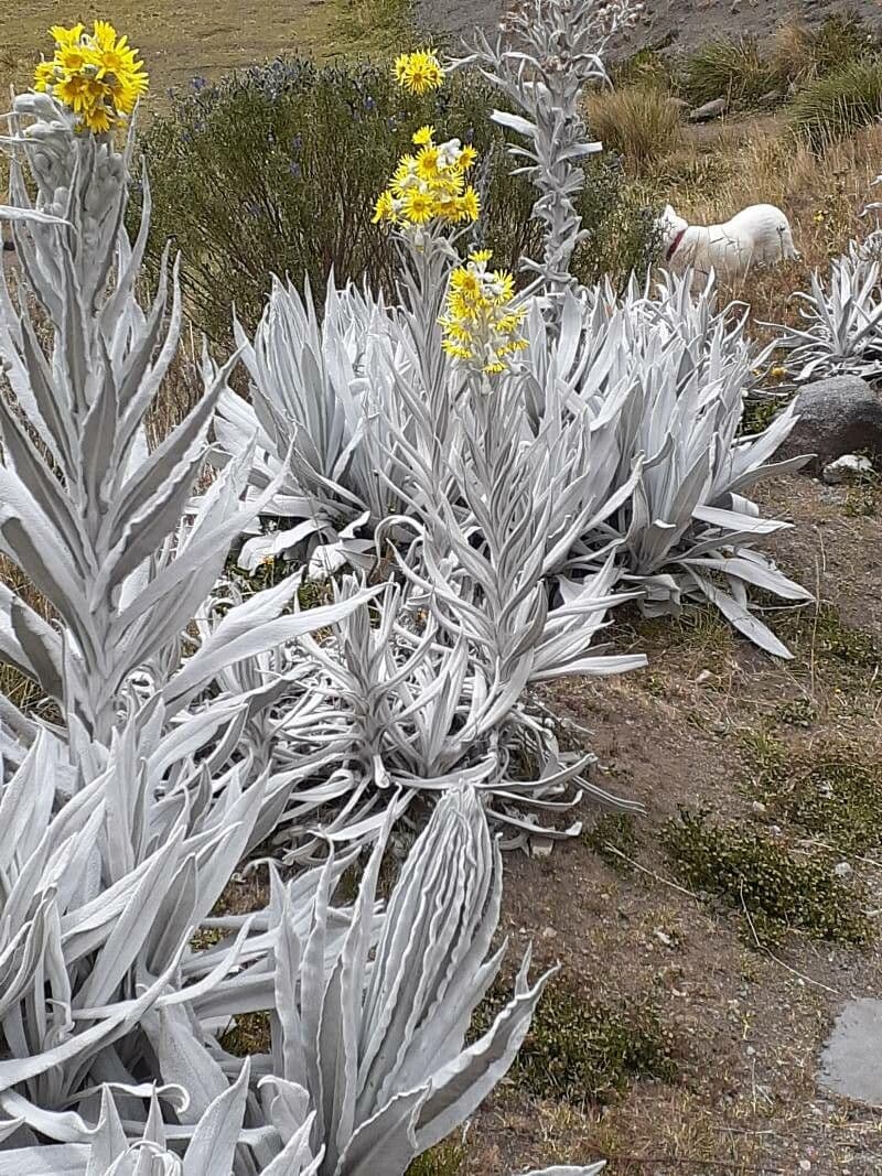 Senecio 19
