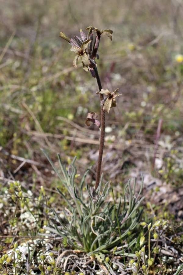 Violaciocca fruticulosa 11