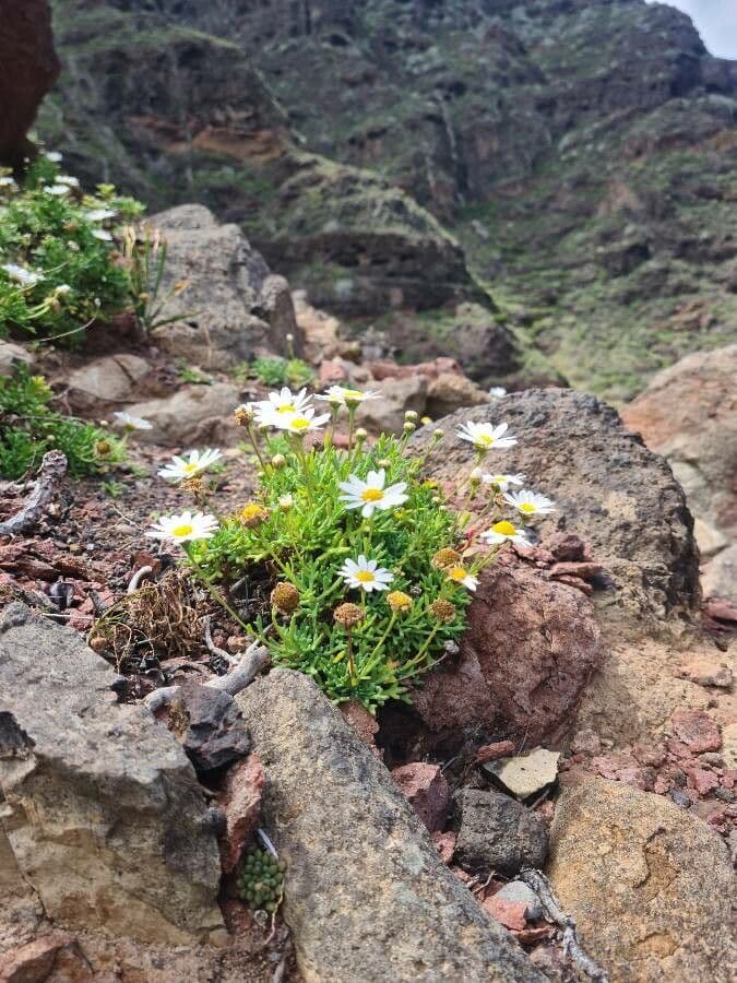 Argyranthemum 5