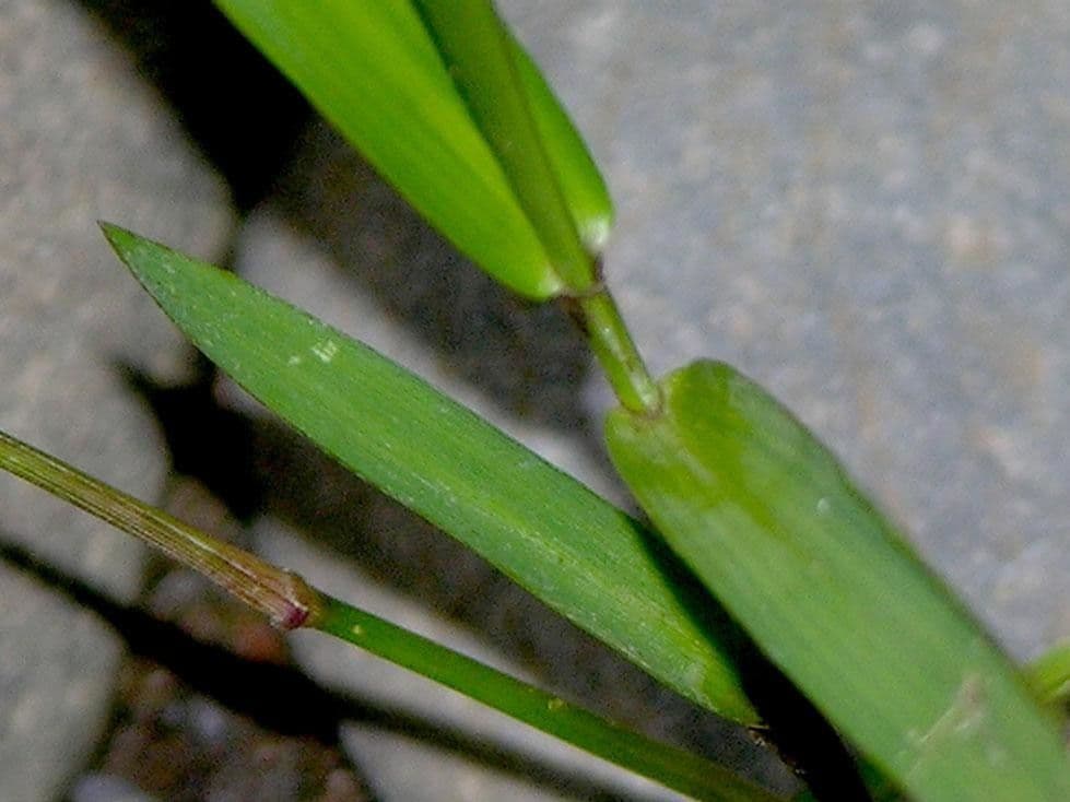 Panicum pilosum 3