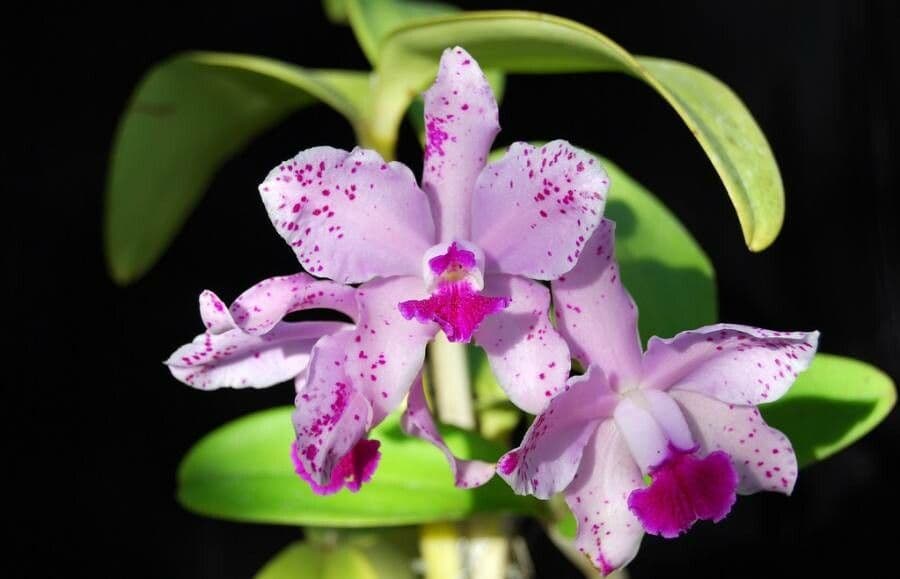 Cattleya