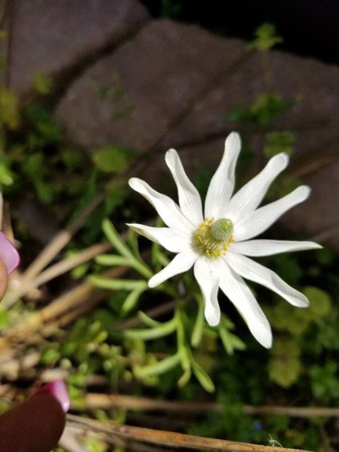 Anemone 2