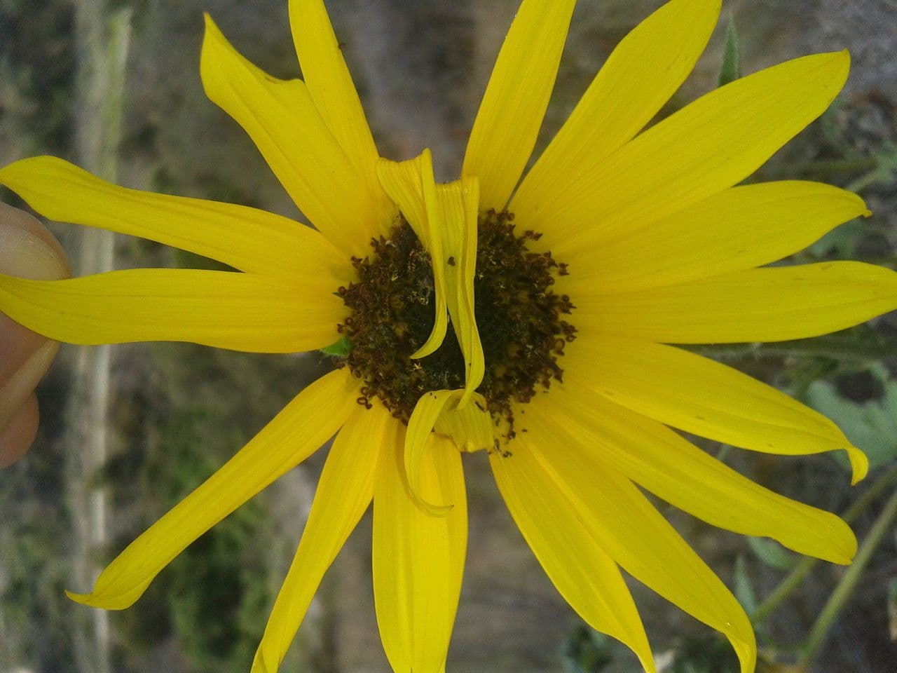Encelia kalifornská 5