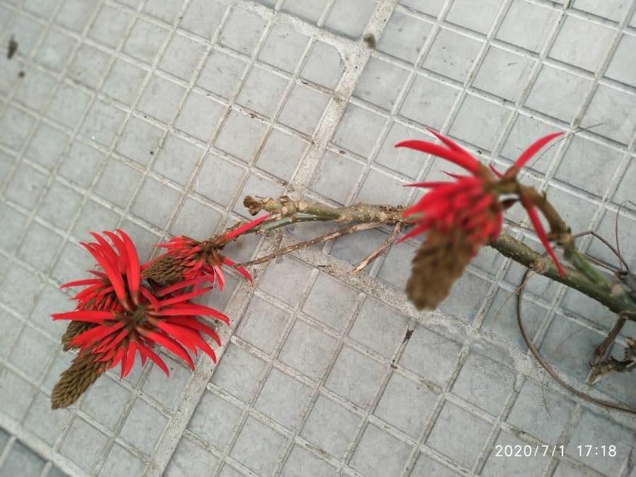 Erythrina 23