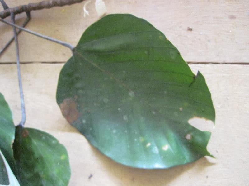 Pourouma 2