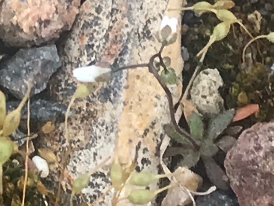 Draba douteuse 6
