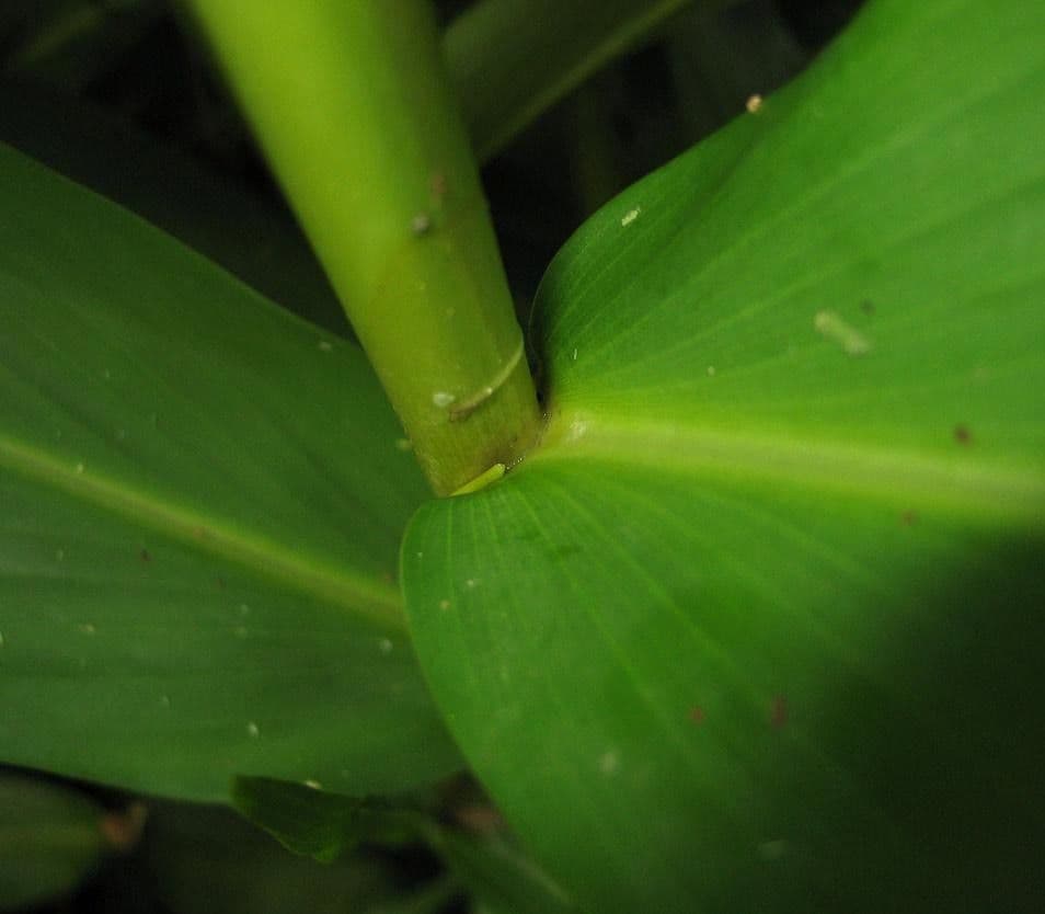 Hedychium coronarium 24