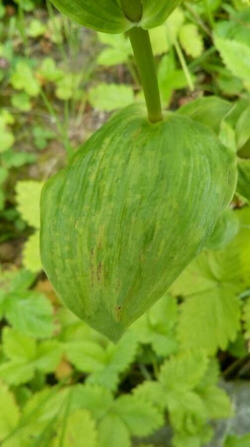 Epipactis 12