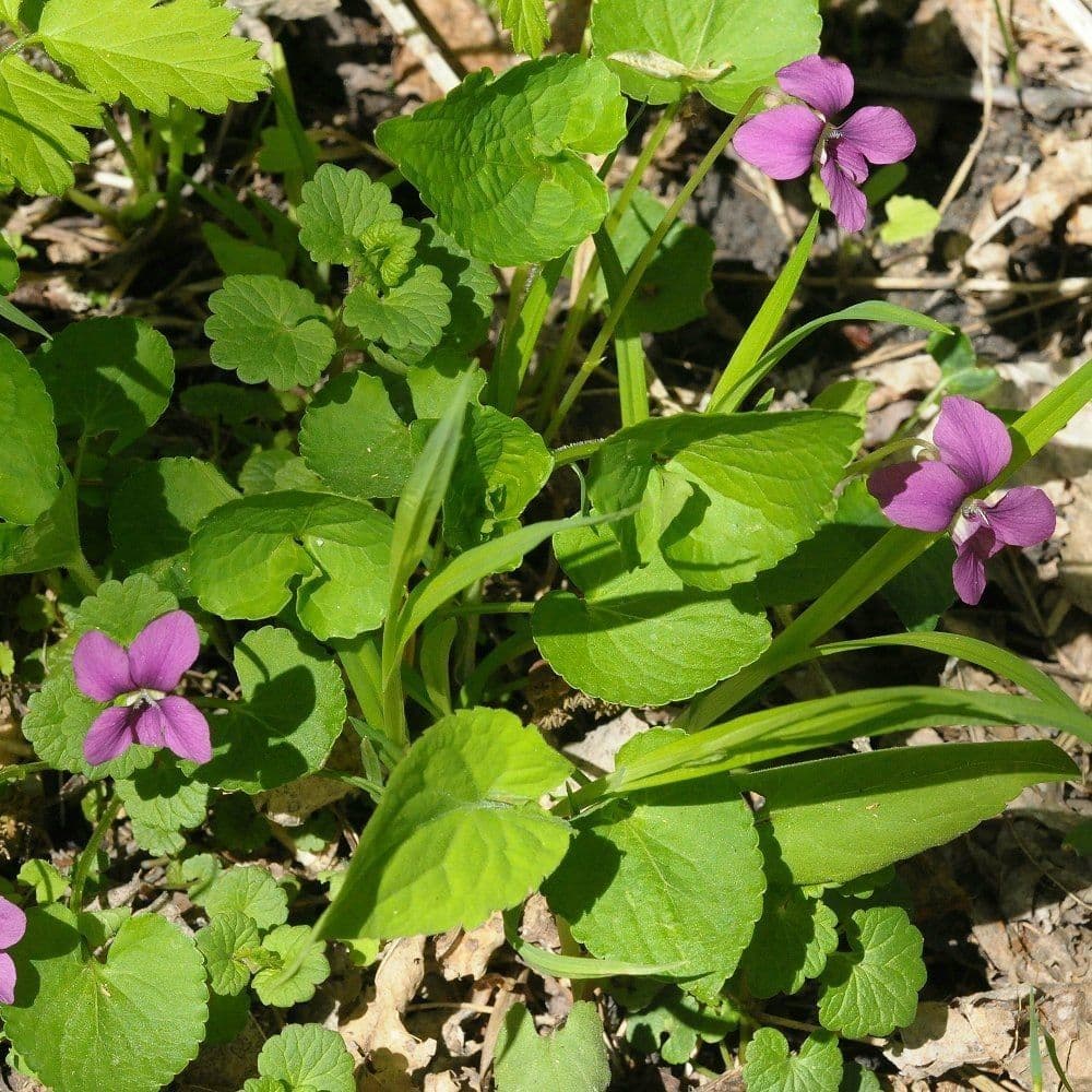 Viola del Labrador 7