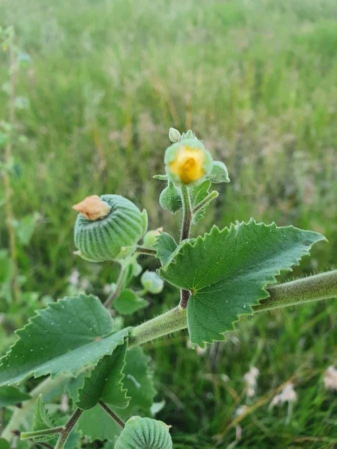 Abutilon 23