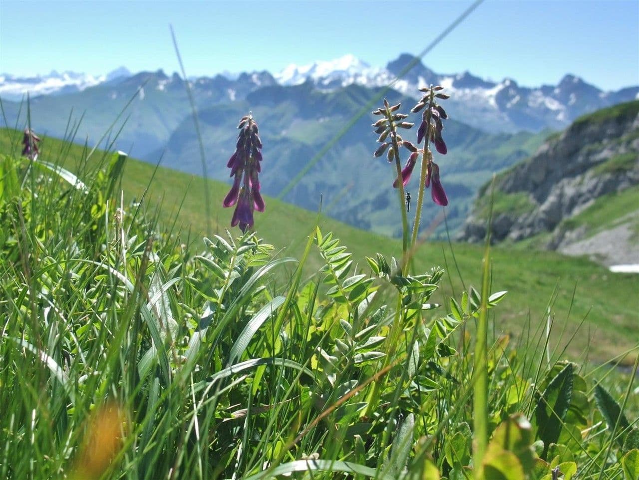 Jaskier alpejski 12