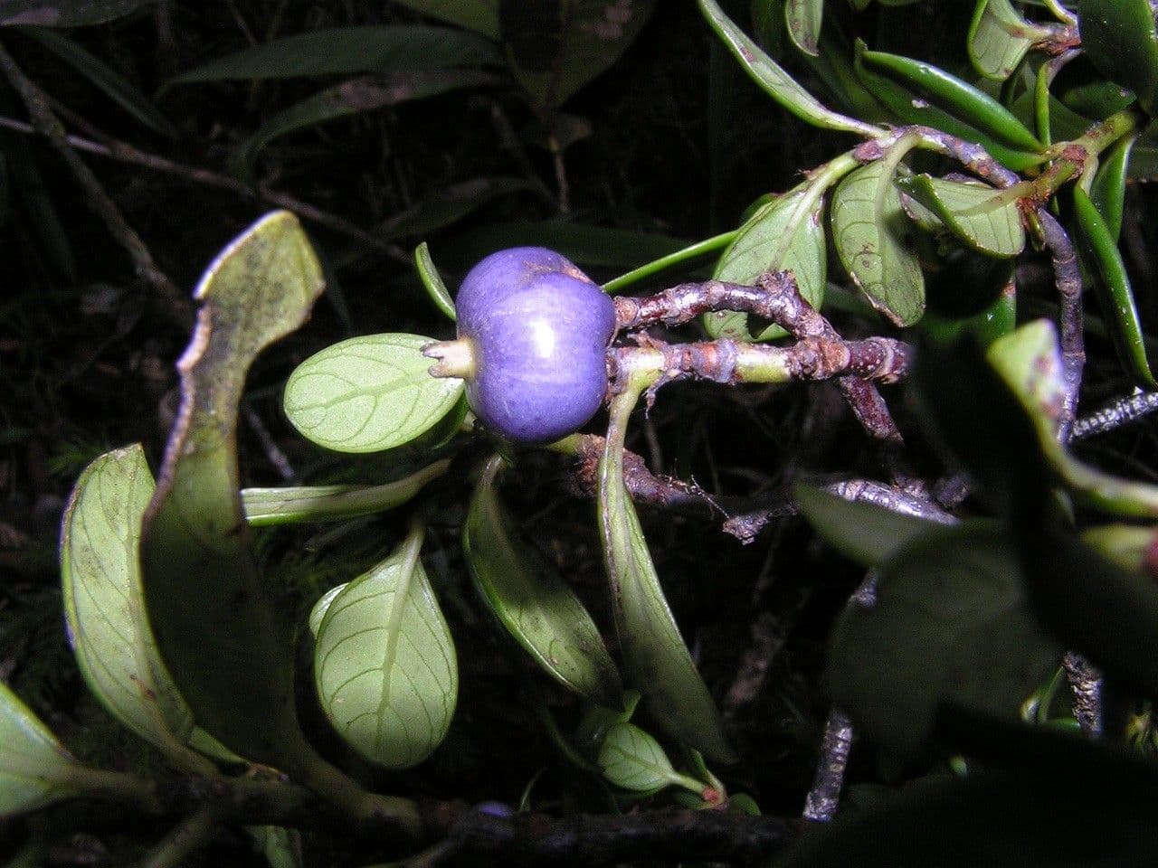 Psicotria pseudomicrodafne