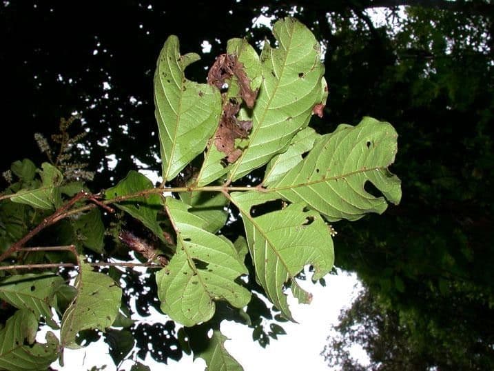 Combretum lasco 11