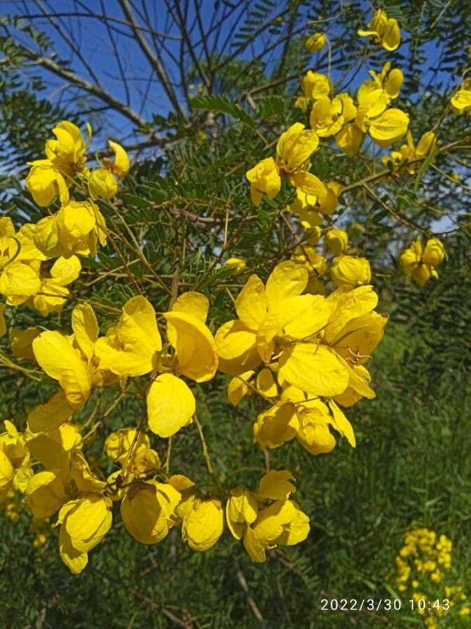 Senna multijuga 9