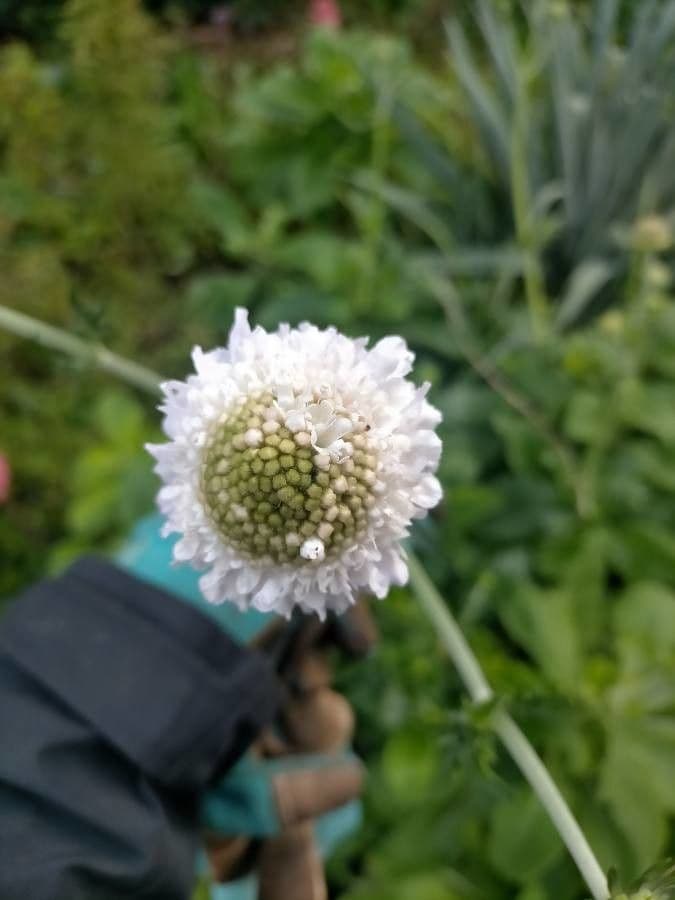 Škarda africká 5