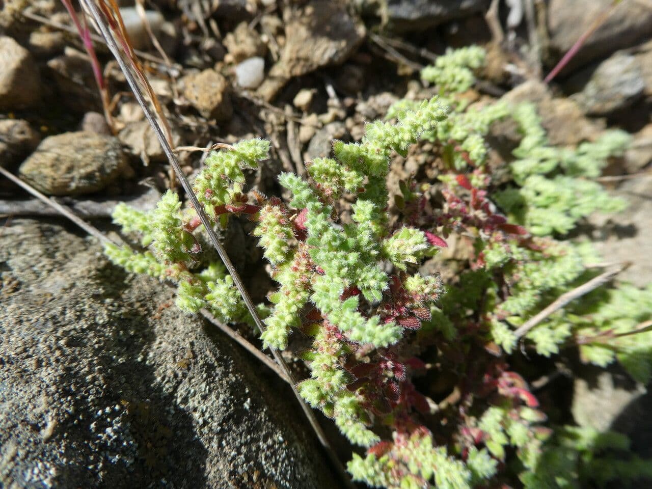 Herniaria hirsuta 15