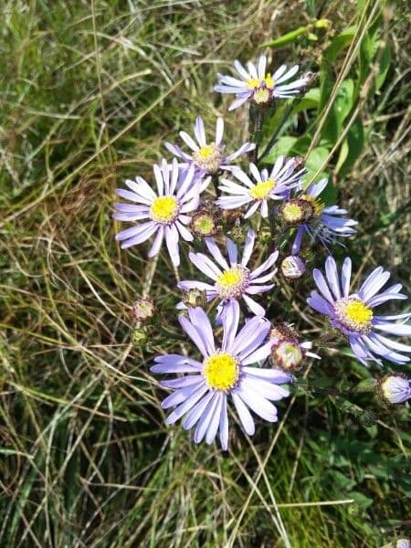 Pyrenäen-Aster 5