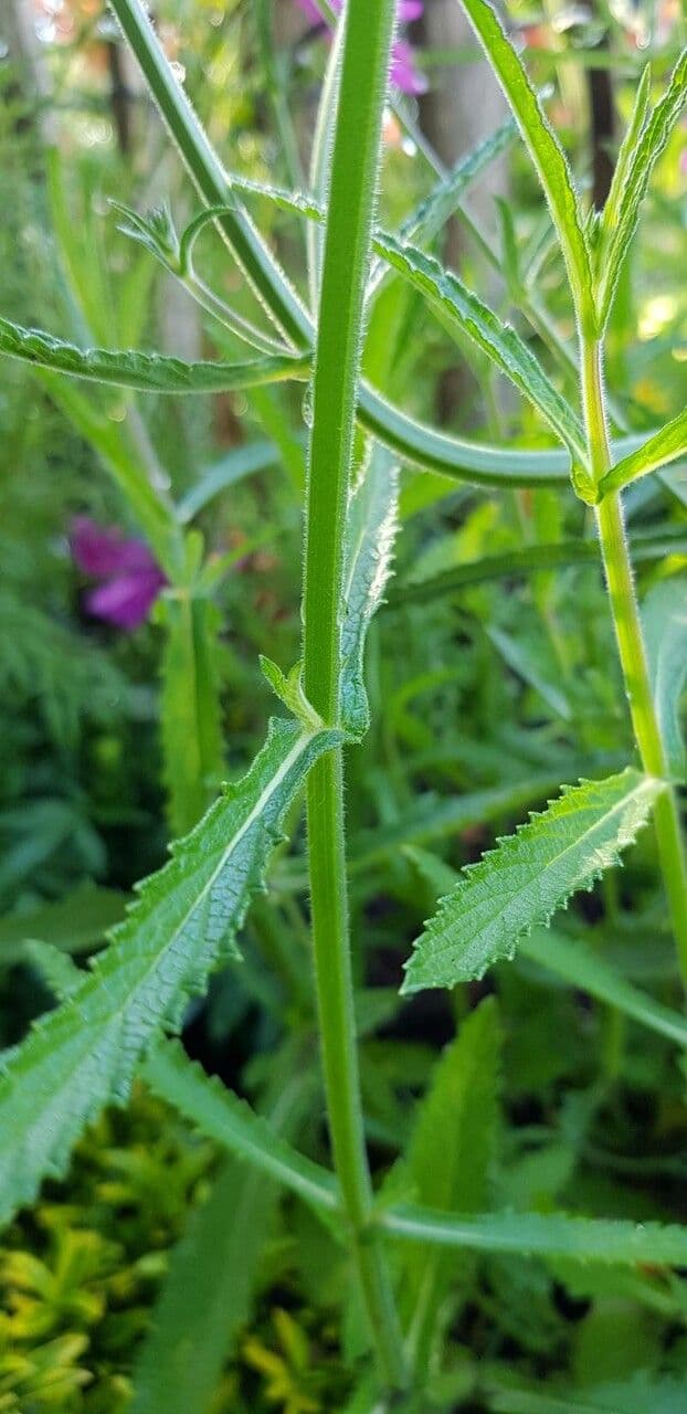 Verbena di Buenos Aires 25