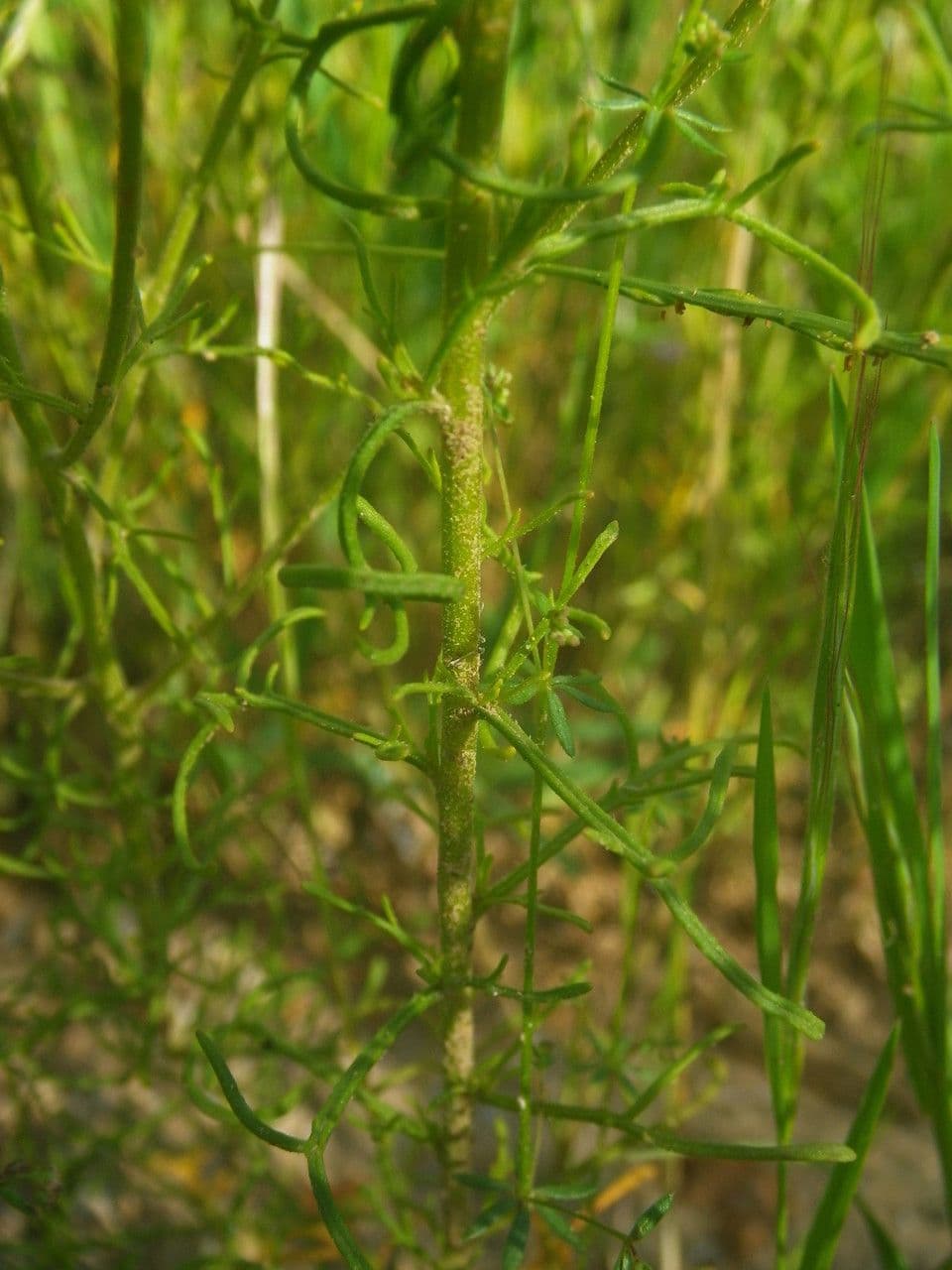 Iberis pinnata 22