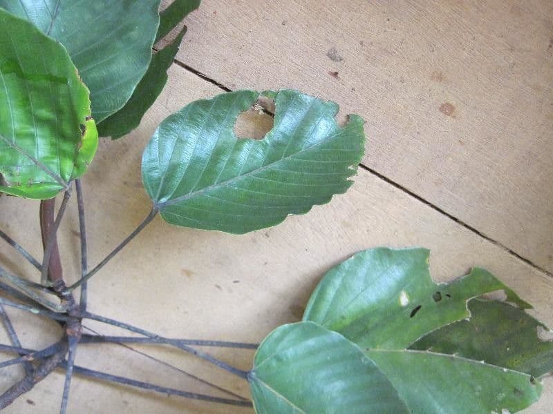 Pourouma 4