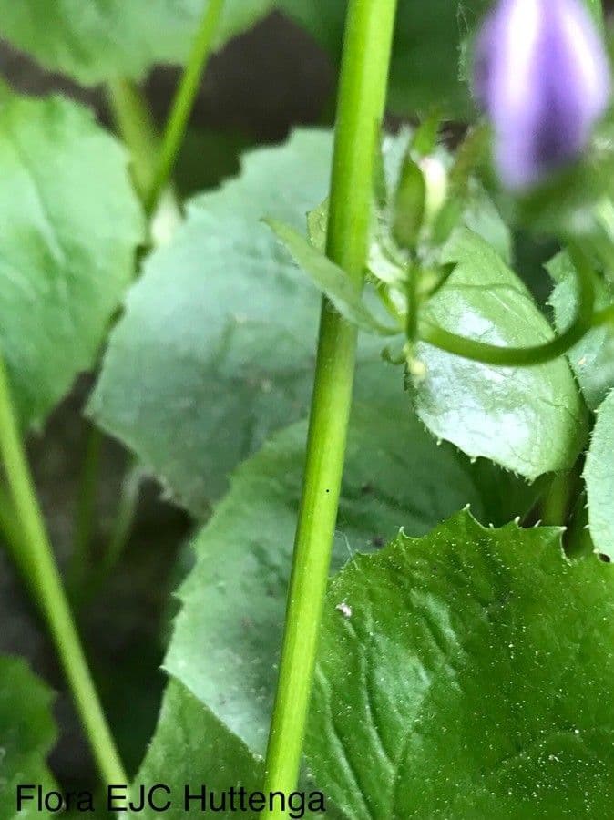 Kriechende Glockenblume 18