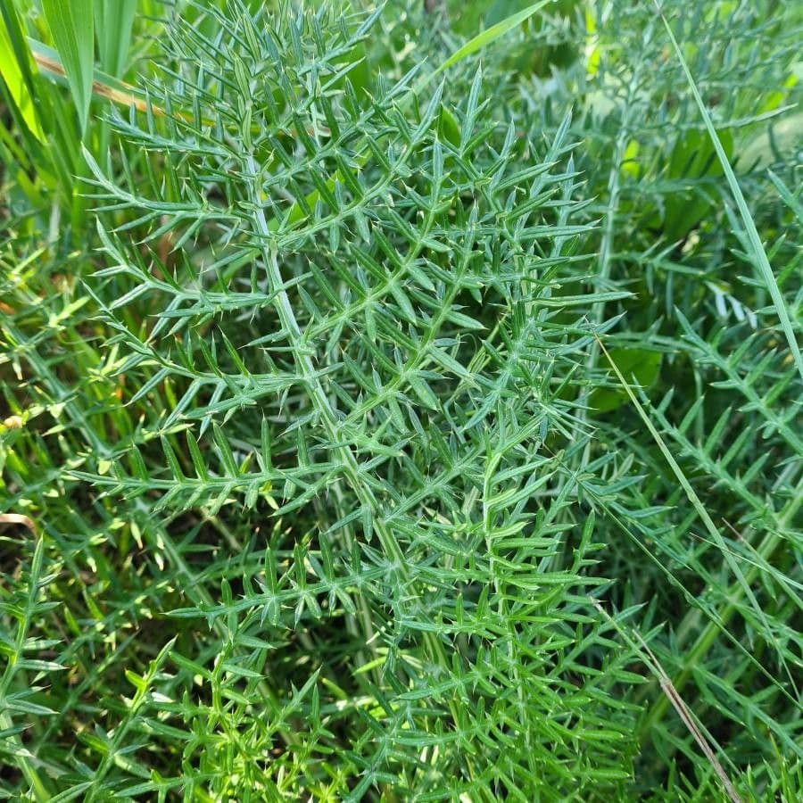 Cynara humilis 20