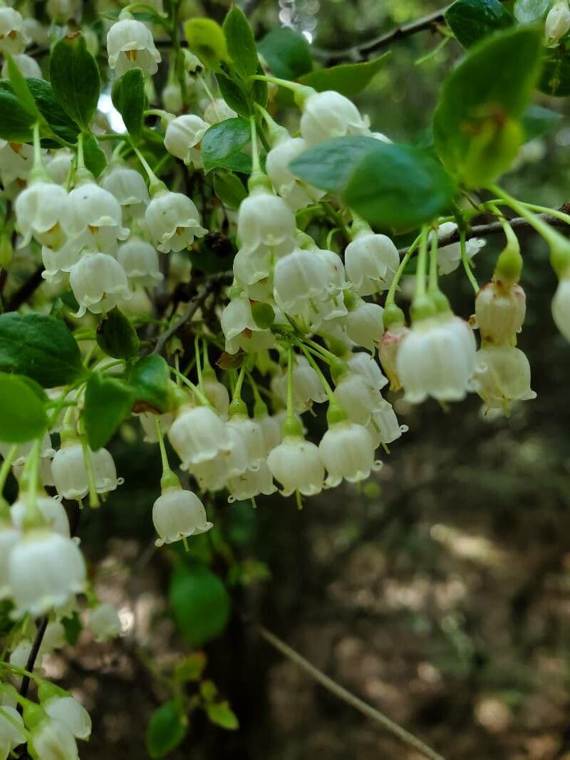 Farkleberry 7