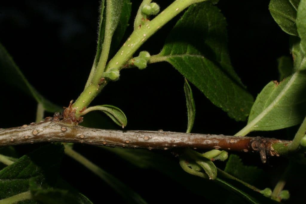 Houx verticillé 22