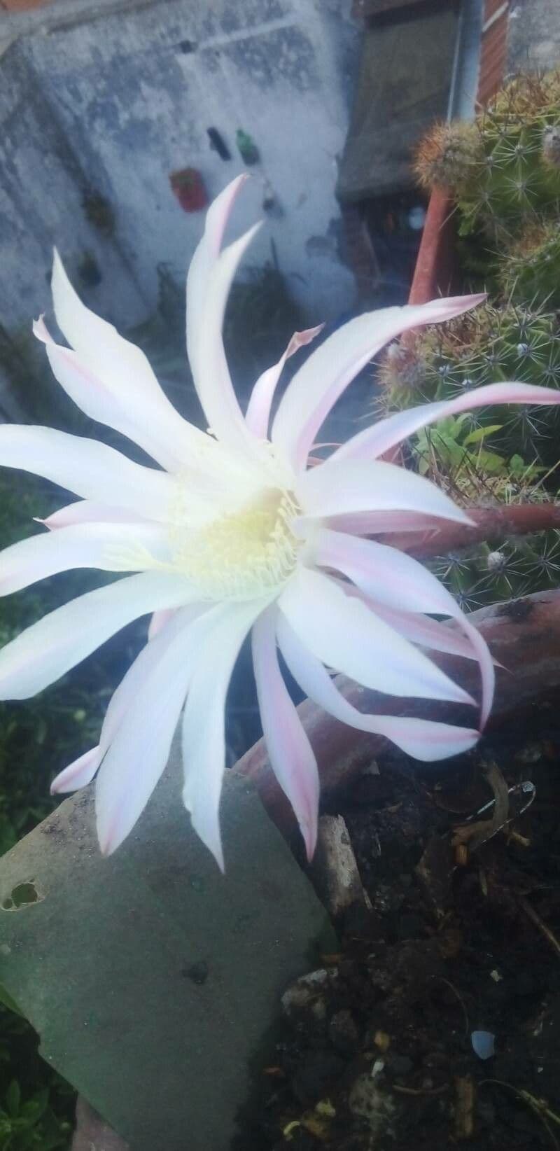 Echinopsis 3