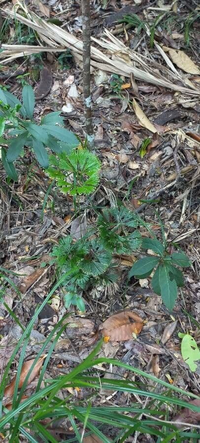 Schizaea 8