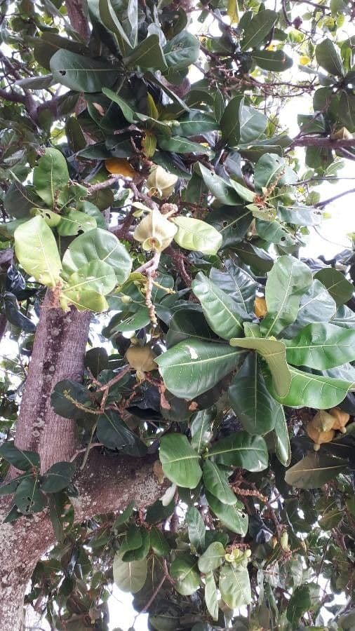 Barringtonia 19