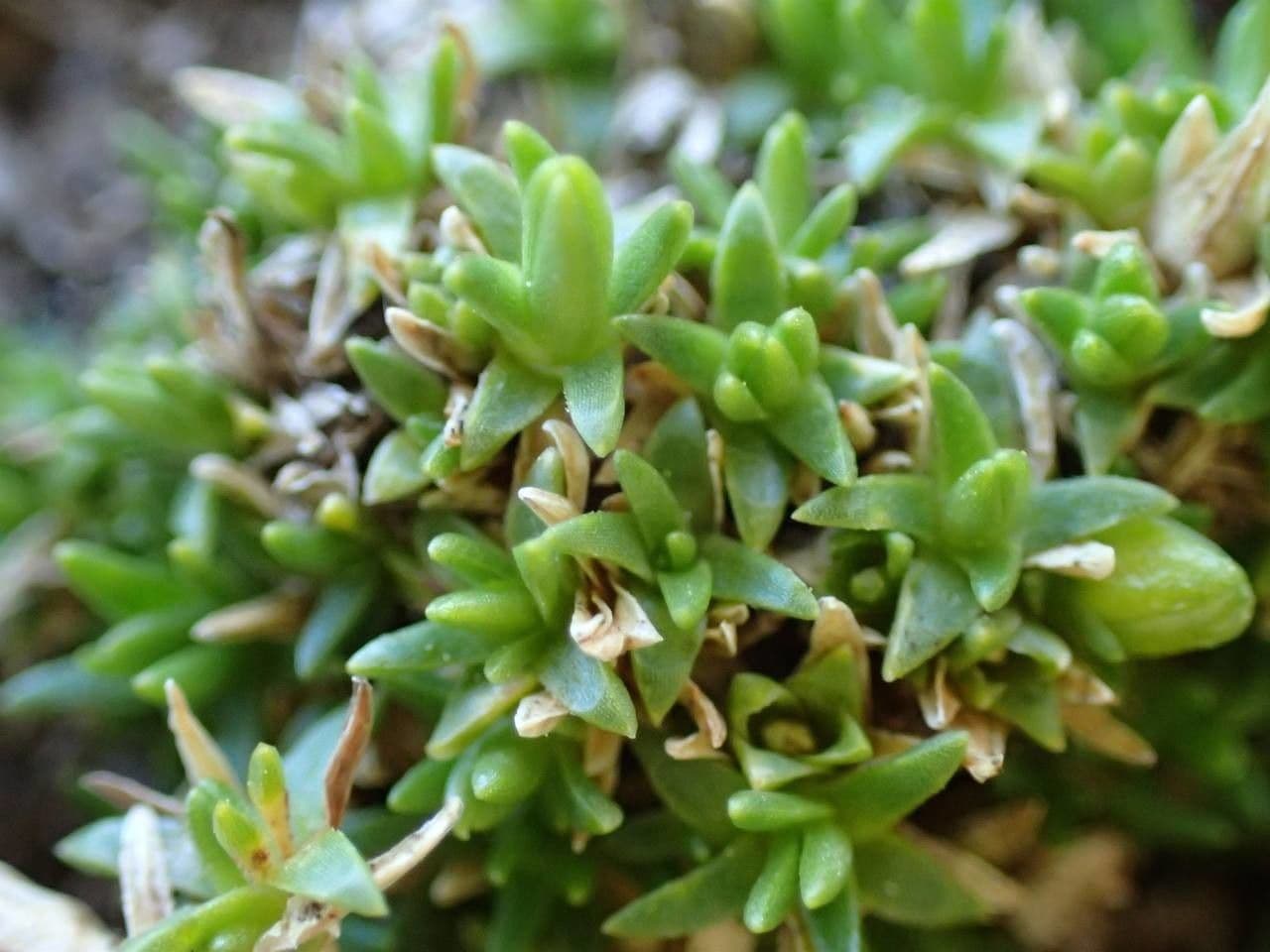 Minuartia sedoide