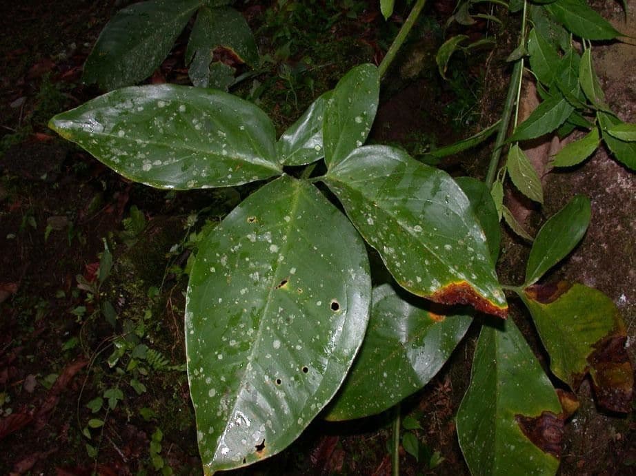 Syngonium 9